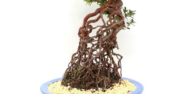 neagari bonsai stilusban nevelt rhododendron indicum vagy satsuki azalea bonsai